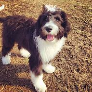 Image result for Sheepadoodle Images