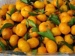 Image result for Small Mandarin Orange