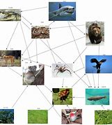 Image result for Food Web Template