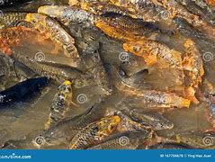 Image result for Koi Pond Feeding