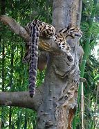 Image result for Borneo Clouded Leopard