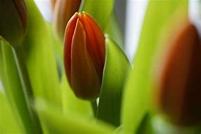 Image result for Orange Tulip Flower