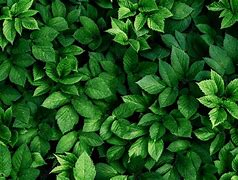 Image result for Leaf Wallpaper