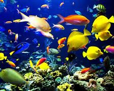 Image result for Biodiversity in Ocean