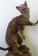 Image result for Taxidermy Cat