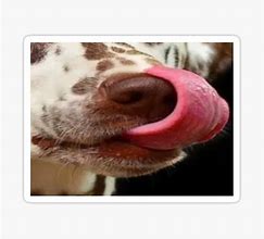 Image result for Dog Tongue Donut Meme