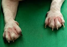 Image result for Dog Paw Infection