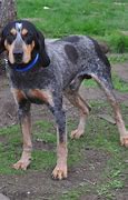 Image result for Blue Houndstooth