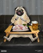 Image result for Pug Eating Tuna