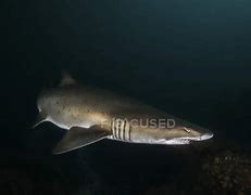 Image result for Black Shark Deep Water