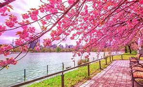 Image result for Explore Ueno Park