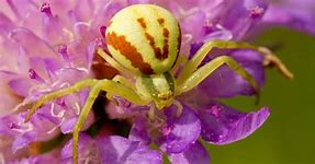 Image result for Arizona Crab Spider