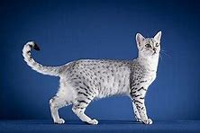 Image result for Pale Lavender Blotched Tabby