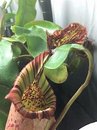 Image result for Nepenthes Burkei X Veitchii