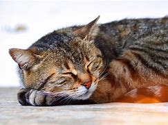 Image result for Cat in Pain Signs