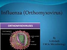 Image result for Orthomyxovirus