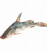 Image result for Calikuranchu Fish