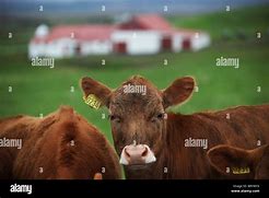 Image result for Icelandic Cow