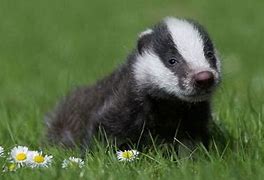 Image result for Cute Baby Badger