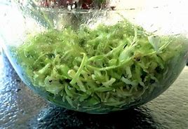 Image result for Crunchy Salad