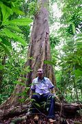 Image result for Pokok Kecil