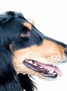 Image result for Saluki Dog Breed