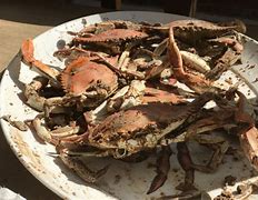 Image result for Maryland Steamed Crabs