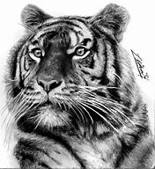 Image result for Tiger Tattoo Drawings and Sketches