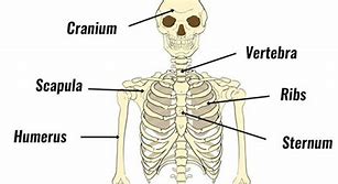 Image result for Voles Bone Diagram