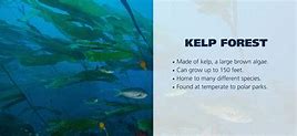 Image result for Kelp Forest