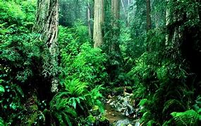 Image result for Jungle Trees