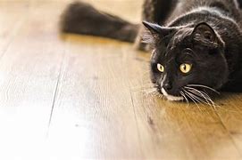 Image result for Cat Background for Zoom