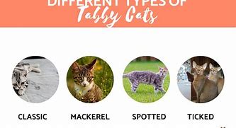 Image result for What Do Tabby Cats Look Like