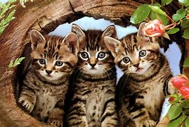 Image result for Cute Cats and Kittens Pictures