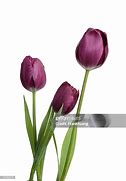 Image result for Spring Tulips