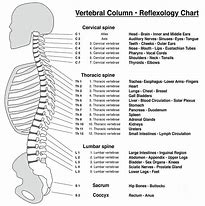 Image result for Spinal Chart Hand Out