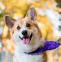 Image result for Corgis in Jeans