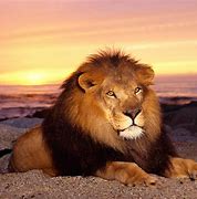 Image result for Teenage Male Lion