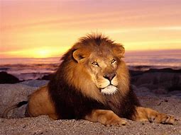 Image result for Cute Male Lion