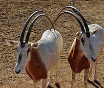 Image result for Wild Scimitar-Horned Oryx