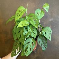 Image result for Cây Monstera