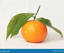 Image result for Small Mandarin Orange