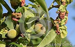 Image result for Peach Tree Diseases Leaves