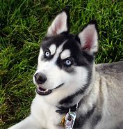 Image result for Pure Black Siberian Husky