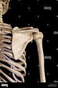 Image result for Shoulder Talons