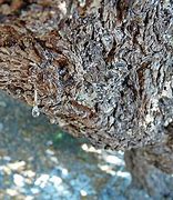 Image result for Mastic Plant