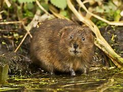 Image result for Muskrat Wallpaper