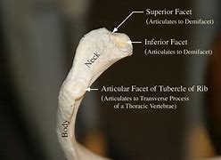 Image result for Rodent Rib Bone