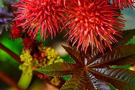 Image result for Golden Autumn Castor Bean Plant Picture