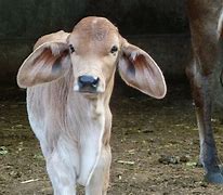 Image result for Calf Baby Cow